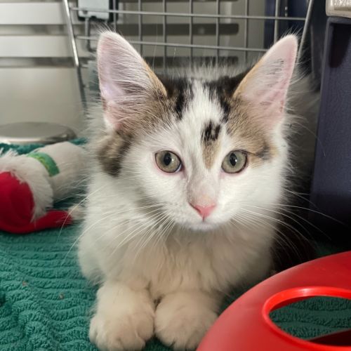 Snowy * PetStock Engadine*