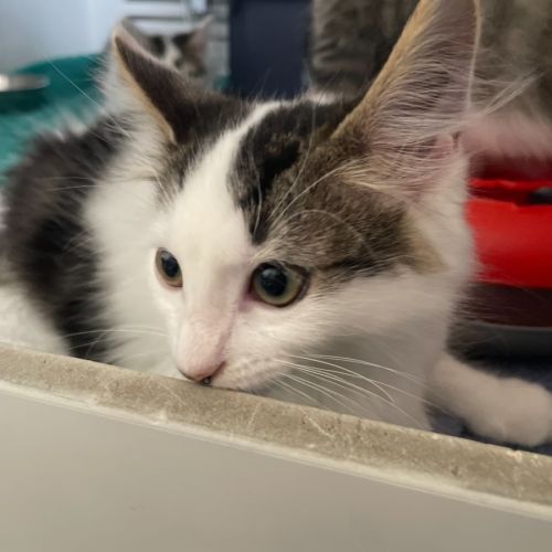 Spots * PetStock Engadine*