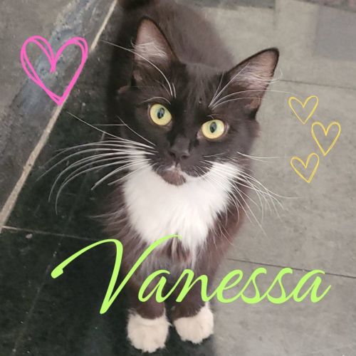 💗 Vanessa 🐈‍⬛