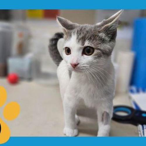 Dobby