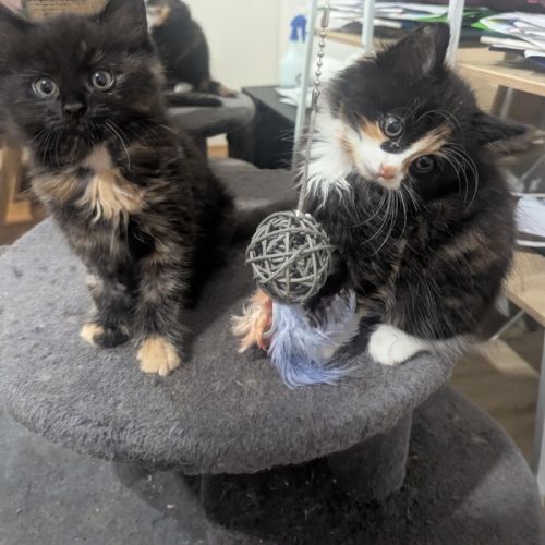 Ella & Nina 🌷🌷