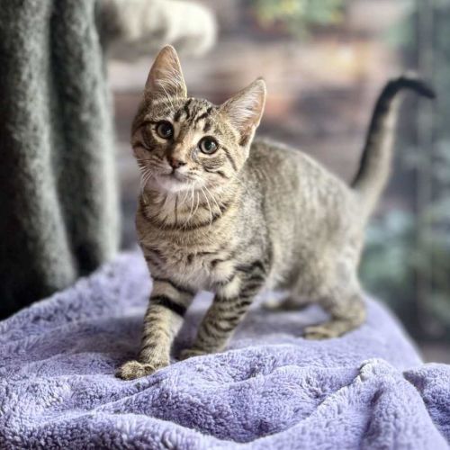 Zephyr - Meet me at Ivanhoe East Vet Clinic