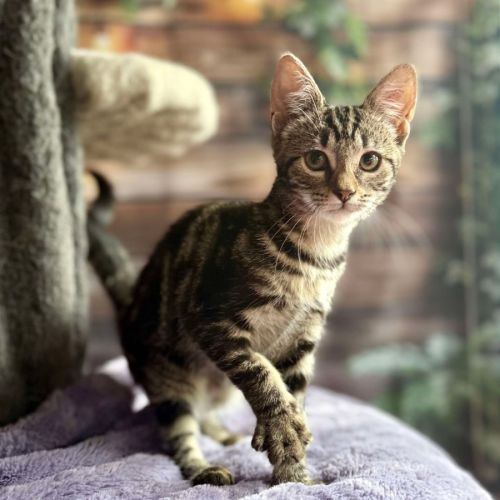 Blossom - Meet me at Ivanhoe East Vet Clinic