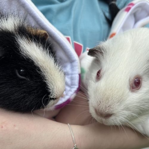 No photo for Ollie And Ned