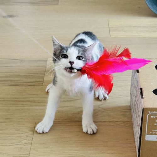 Rice - Located in Northcote