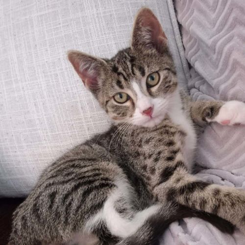 Storm meet me@petstock dandenong store