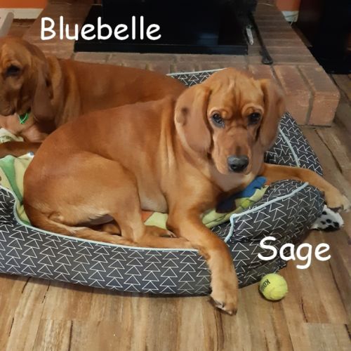 Sage