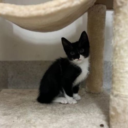 Tux