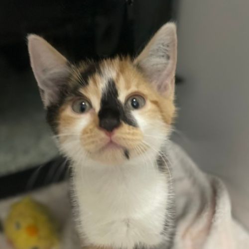 Glinda *Available at PetStock Birkenhead Point*