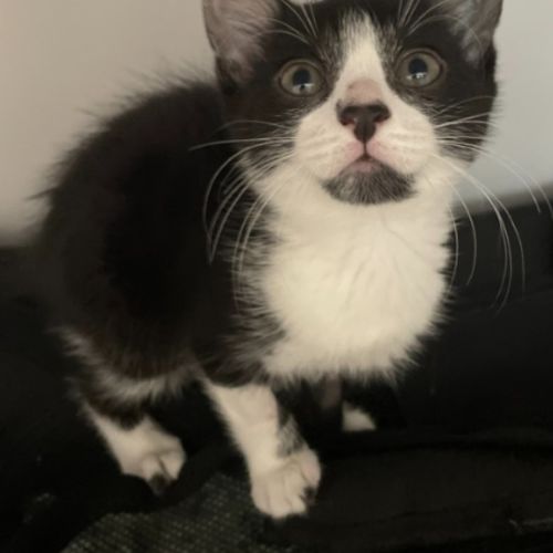 Nessa *Available at PetStock Birkenhead Point*