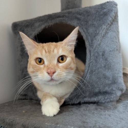Apricot