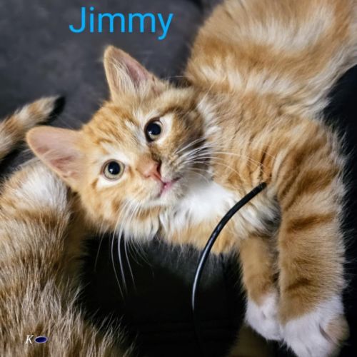 Jimmy meet me @petstock carrum downs store