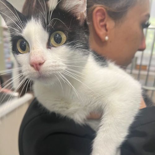 Pippy now at PET Quarters Glendale