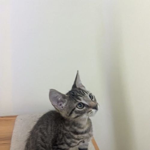 Tiger - Now at PET Quarters Thornton