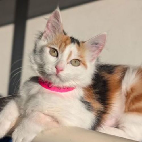 Penelope
