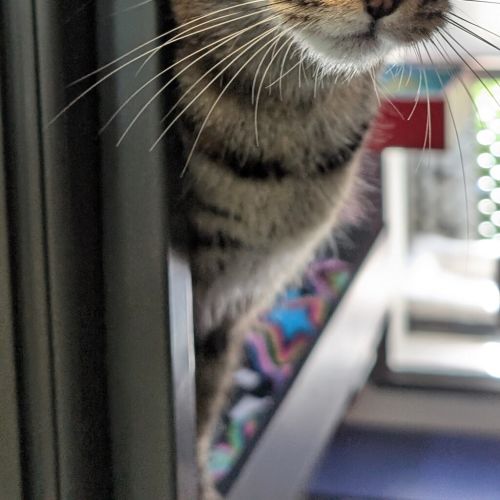 Monte Carlo Caramel (ex Jenny)