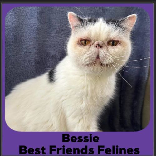 Bessie 