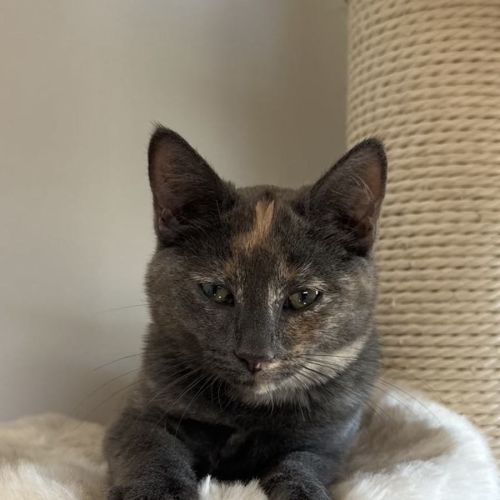 Misty - Located in Bellfield