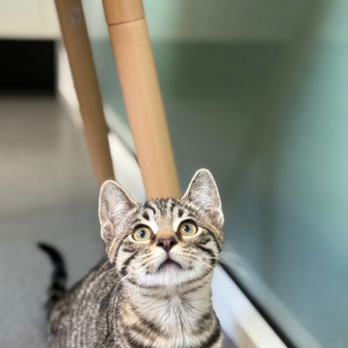 Galvin - Petstock Invermay