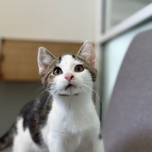 Ridgley - Petstock Invermay