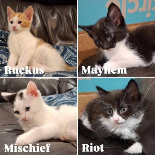11865/6/7/8 - Riot, Ruckus, Mayhem & Mischief
