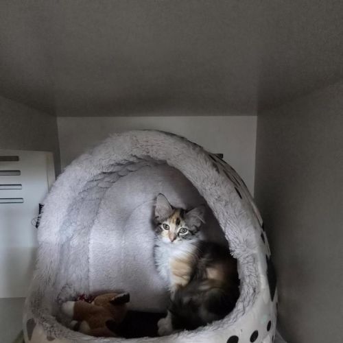 Tango *Available at PetStock Milperra*