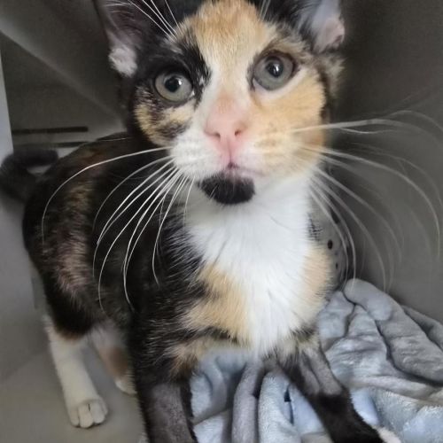 Waltz *Available at PetStock Milperra*