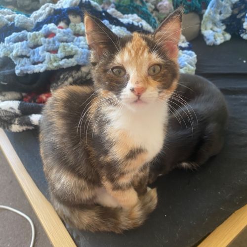 Riki **2nd Chance Cat Rescue**