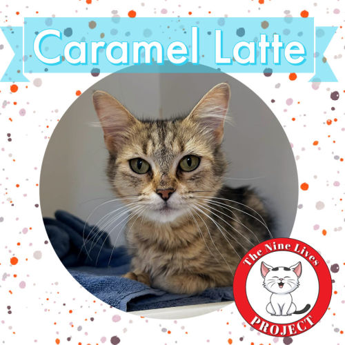 Caramel Latte *9 Lives Project Rescue*