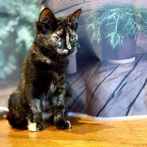 Sweet Pea - Located in Northcote