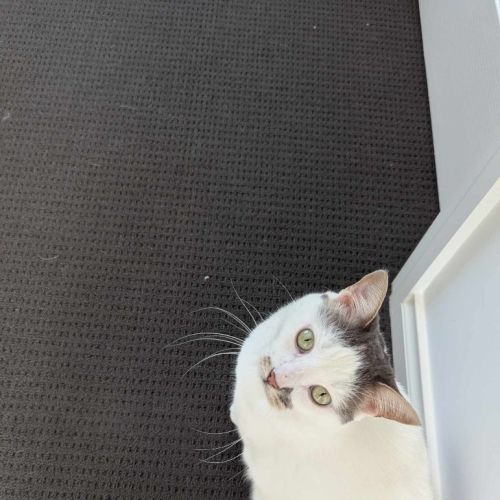 Tibby