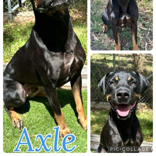 Axle