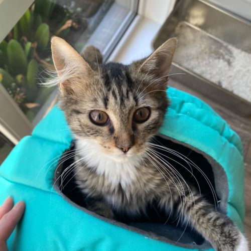 Abigail - meet me at PetStock Keysborough