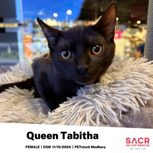 Queen Tabitha