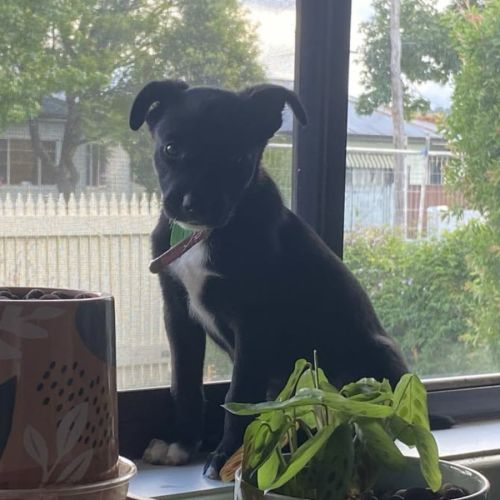 Mia