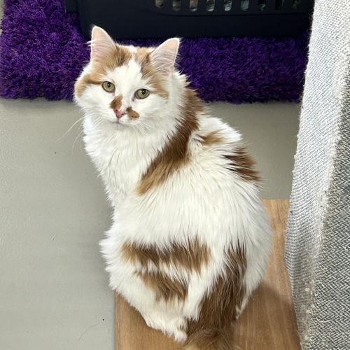 Twistie