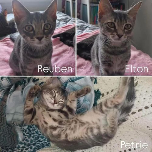 11576/7/8 - Petrie, Reuben & Elton