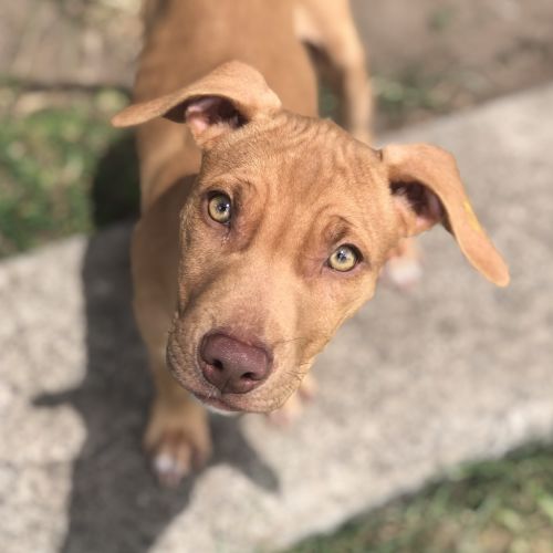 Lulu