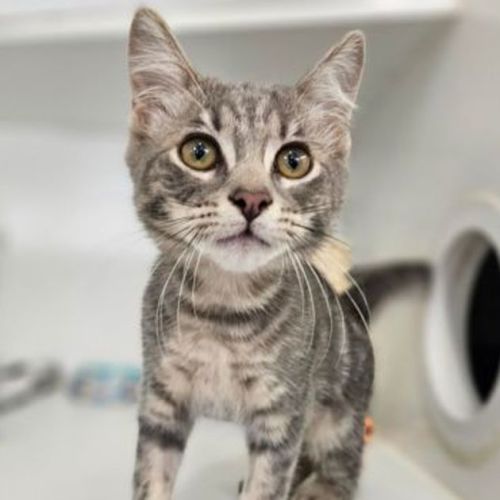 Lulu