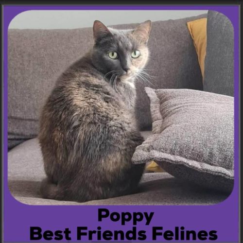 No photo for Poppy