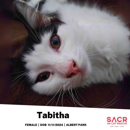 Tabitha