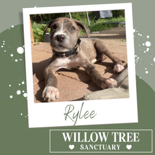 Rylee
