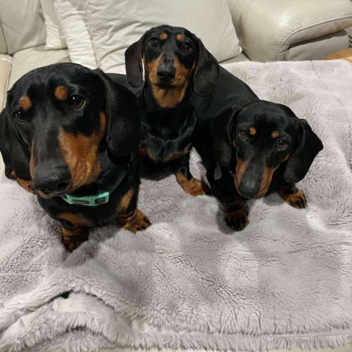 Frankie Elsie and Willow