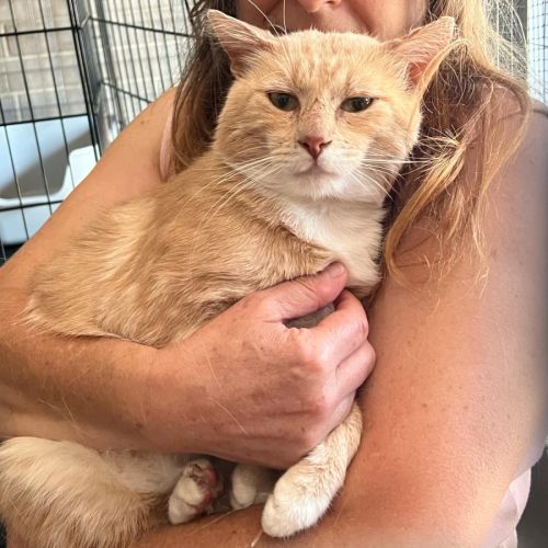 Lord Ludwig Smoochybutt