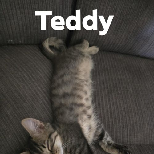 Teddy