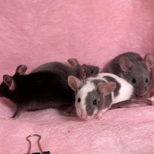 No photo for Tuesday, Wednesday, Thursday, & Friday