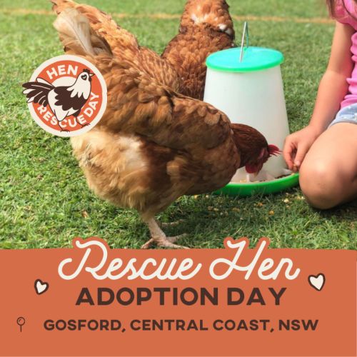 Rescue Hens