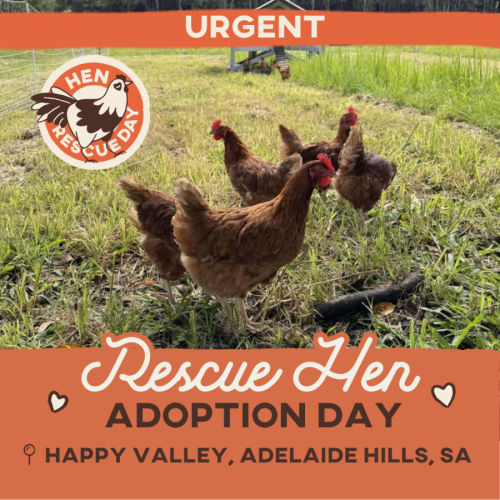 Rescue Hens