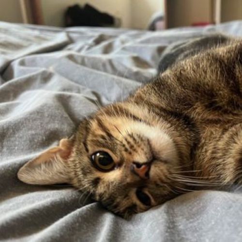 Bibi