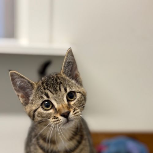 West - Petstock Invermay